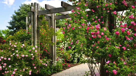 The Ultimate Transition Plant Selection Guide: Regional Recommendations That Actually Work