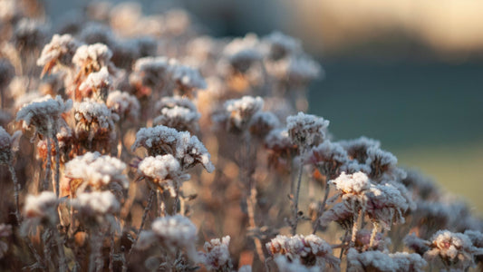 Essential Strategies for a Bee-Friendly Winter Garden This Winter