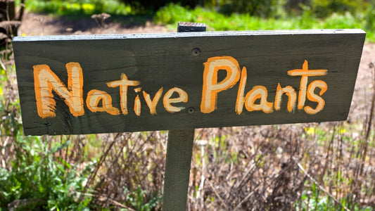 Cultivating Nature: The Essential Role of Native Plants in Sustainable Gardening