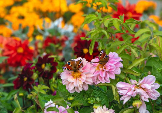Maximizing Pollination: Expert Tips for a Sustainable Pollinator Garden