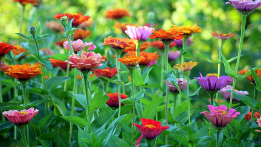 Summer Pollinator Garden Transitions: Bridging Spring to Summer Blooms