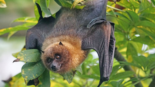 Night Shift Heroes: How Bats Secretly Keep Our Gardens Thriving