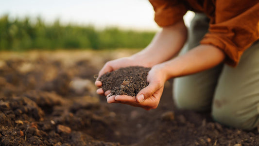 Soil and Plant Selection: The Cornerstones of a Thriving Pollinator Garden