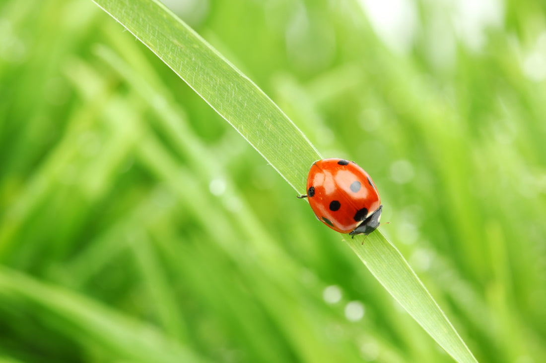 Exploring the World of Ladybugs