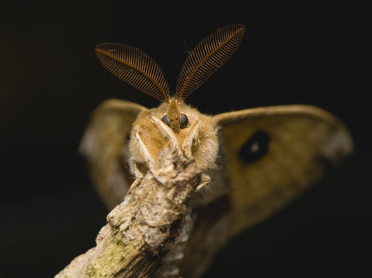 Moths: The Fluttery World of Lepidoptera