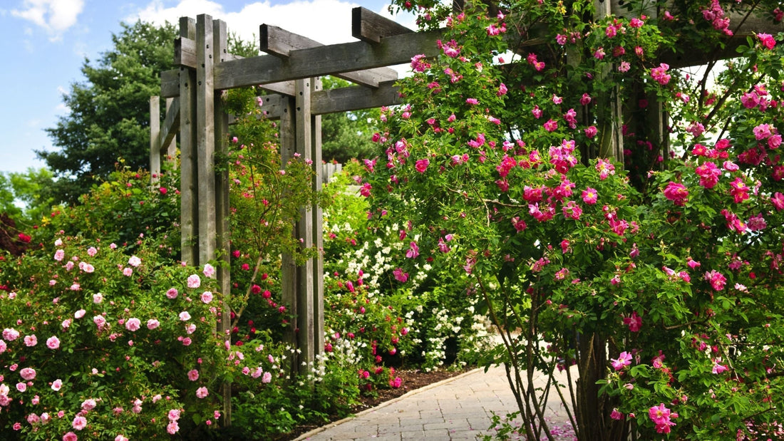 The Ultimate Transition Plant Selection Guide: Regional Recommendations That Actually Work