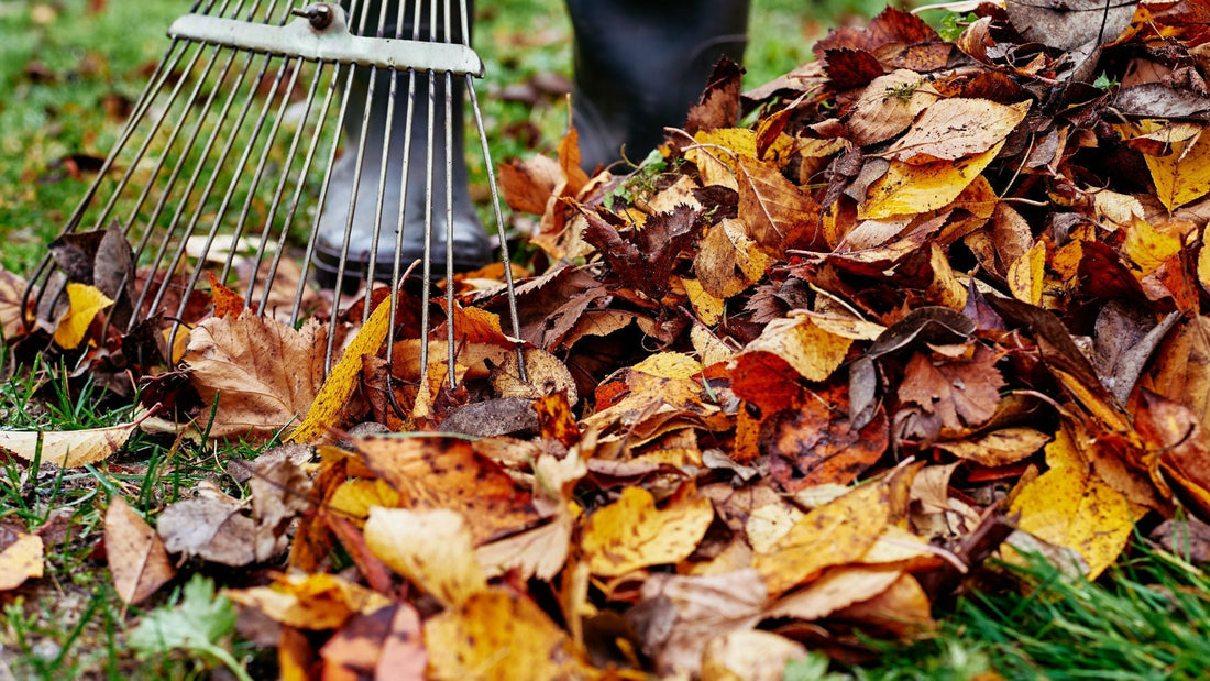 Fall Preparation for Next Year's Pollinators: The Critical Steps Most Gardeners Miss