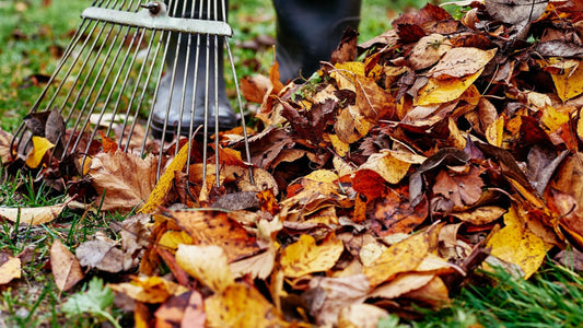Fall Preparation for Next Year's Pollinators: The Critical Steps Most Gardeners Miss