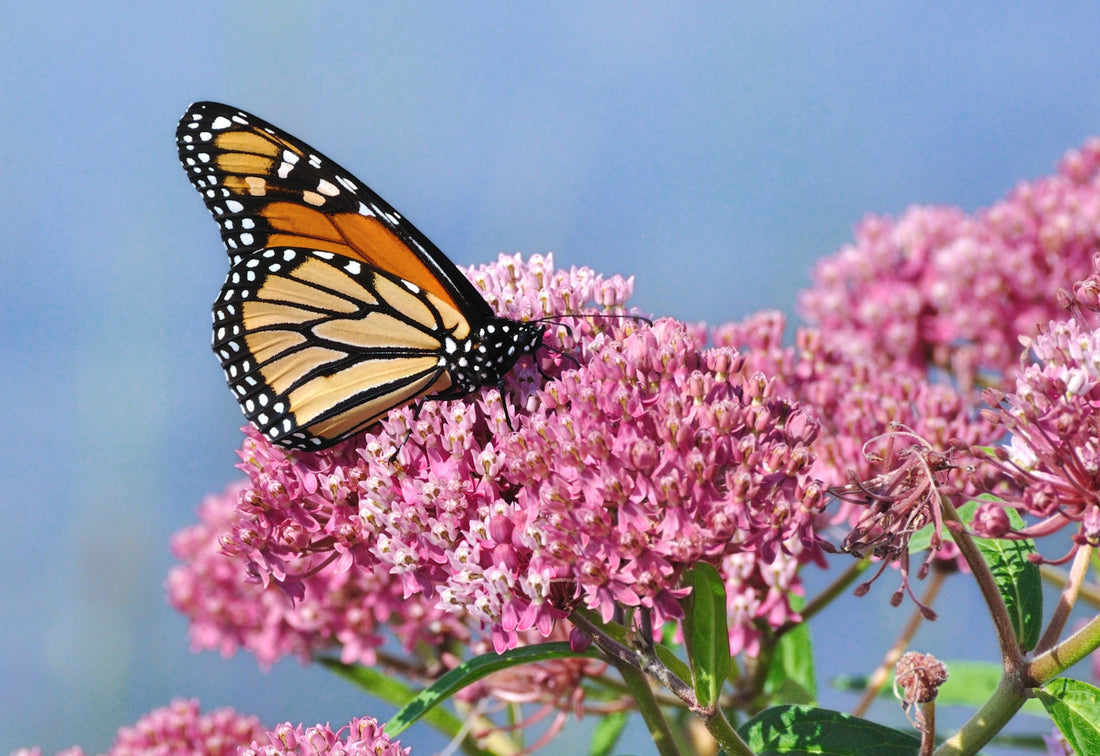 Pollinator Power Couples: A Dance of Co-Evolution