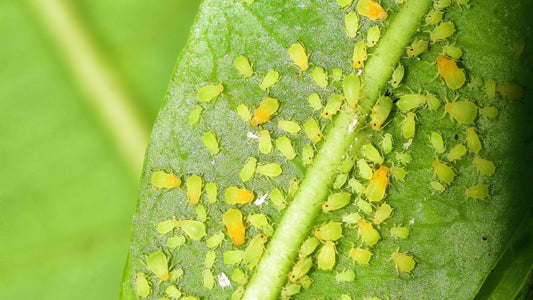 Why Your Summer Pollinator Garden Is Under Attack (And How to Fight Back Naturally)