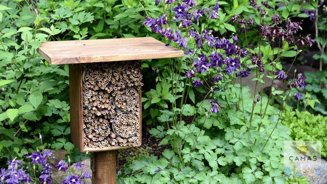 Why Your Pollinator Garden Isn't Attracting Bees: The 5 Critical Mistakes Even Experienced Gardeners Make