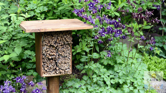 Why Your Pollinator Garden Isn't Attracting Bees: The 5 Critical Mistakes Even Experienced Gardeners Make
