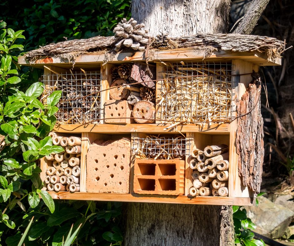 Build a DIY Bee Hotel: What Most Gardeners Get Wrong About Supporting Solitary Pollinators