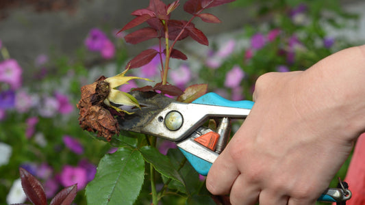 Why You Should Stop Deadheading Every Bloom in Your Pollinator Garden