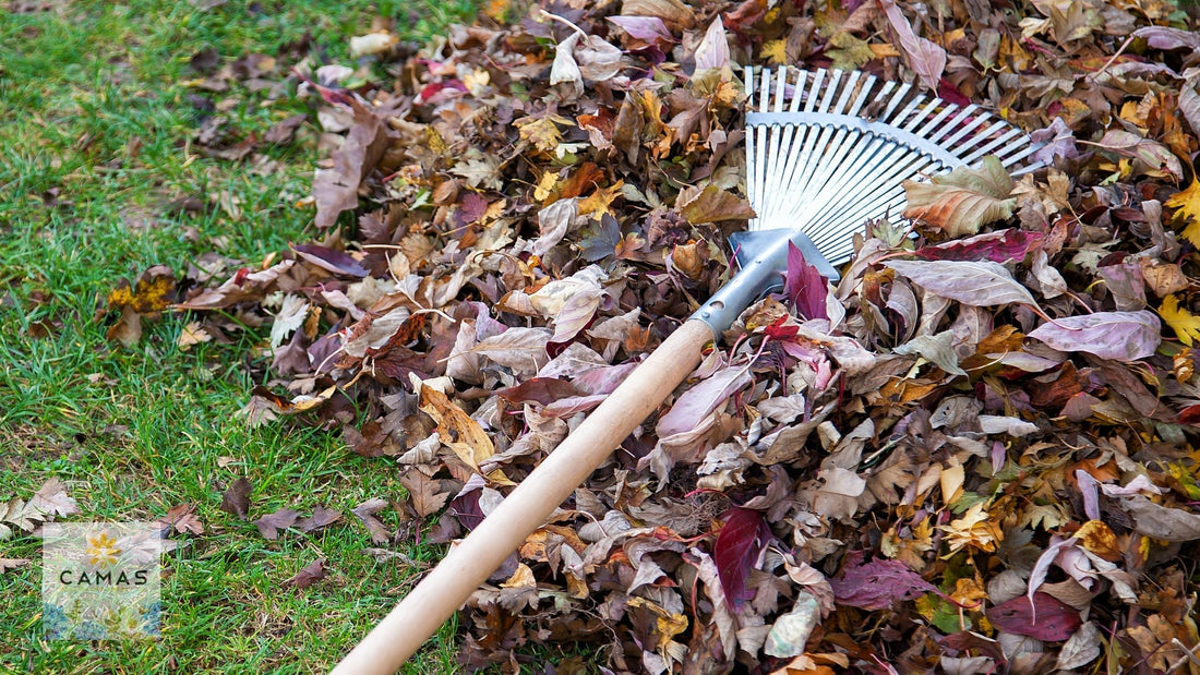 The Lazy Gardener's Secret: Why Leaving Your Garden Messy This Winter Helps Pollinators Thrive