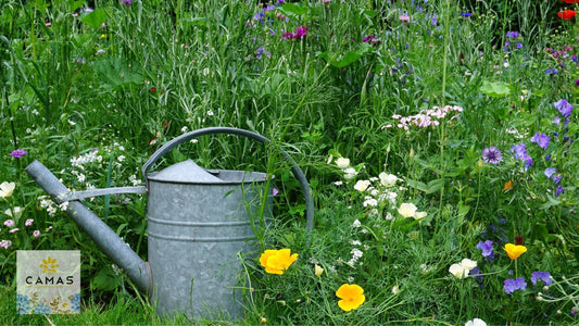 How to Keep Your Pollinator Garden Alive During Summer Heat and Drought