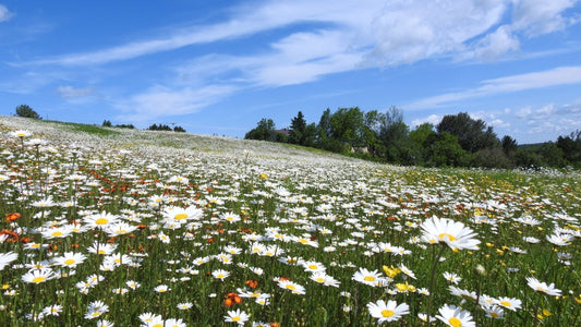 July's Pollinator Powerhouses: Which Summer Bloomers Actually Work