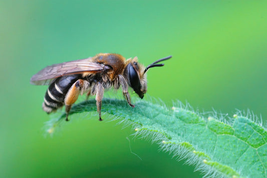 The Crucial Role of Bees in Our Ecosystem