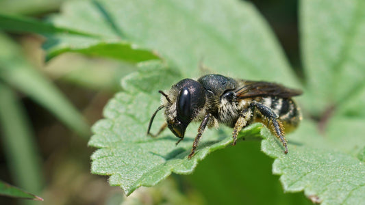 Mason Bee House Setup Guide: From Installation to Harvest Success