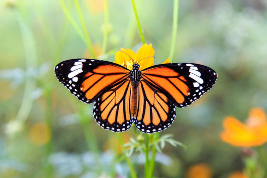 Monarch Butterflies, what are they and why Should we Care?