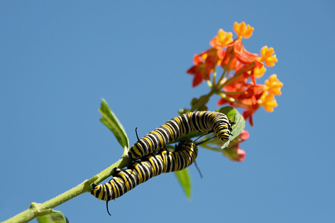 Monarch Caterpillar Feeding on Milkweed Plant