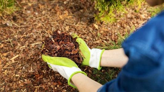 How to Water and Mulch Your Pollinator Garden Before Summer Heat Hits