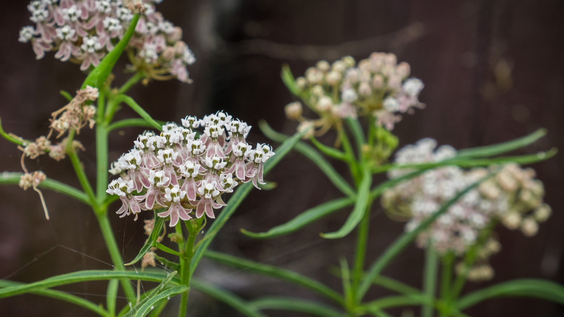 Top Native Plants That Will Explode in Popularity This Spring—And How to Get Them Before Everyone Else