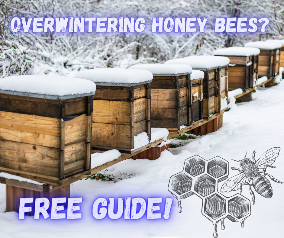 Winterizing Bee Hives: Essential Steps for Honey Bee survival