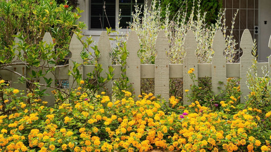 Native Plants 
