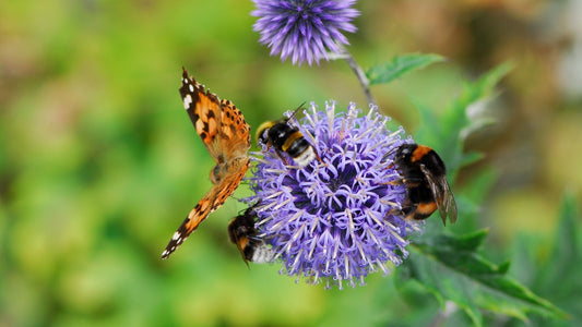 Why Your Spring Garden Might Be Failing Our Buzzing Friends