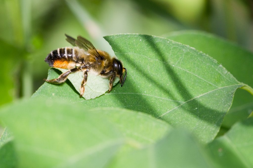 Citizen Science for Pollinators: Become a Buzz-worthy Hero!