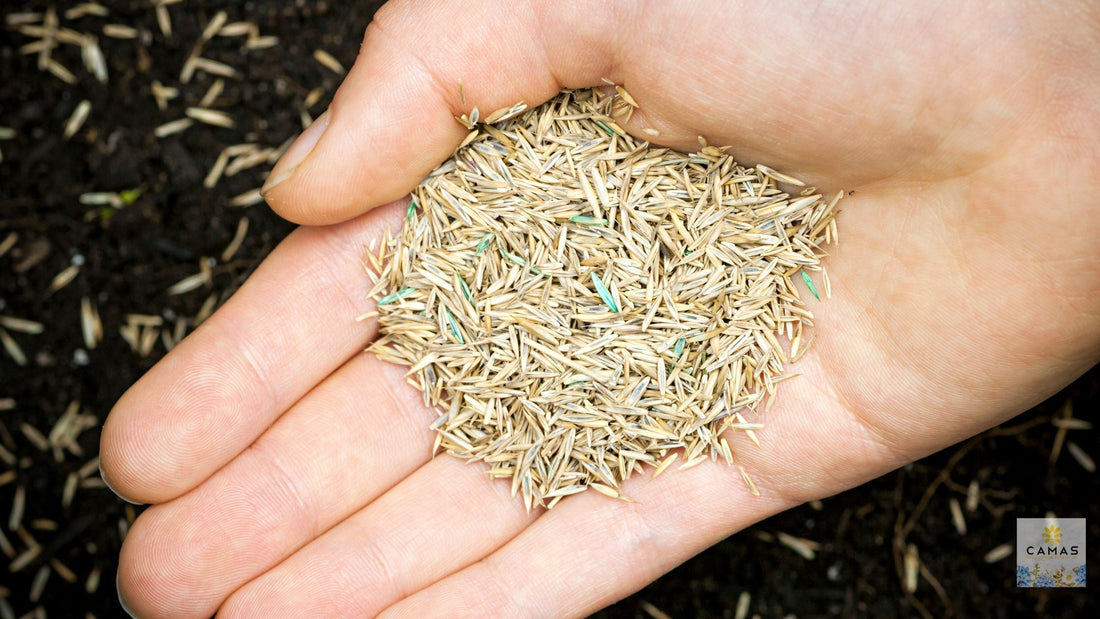 How to Prepare Your Wildflower Planting Area for Fall Sowing