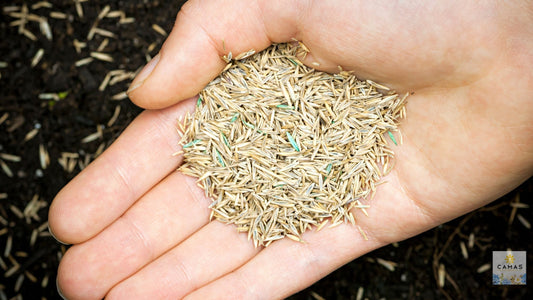 How to Prepare Your Wildflower Planting Area for Fall Sowing