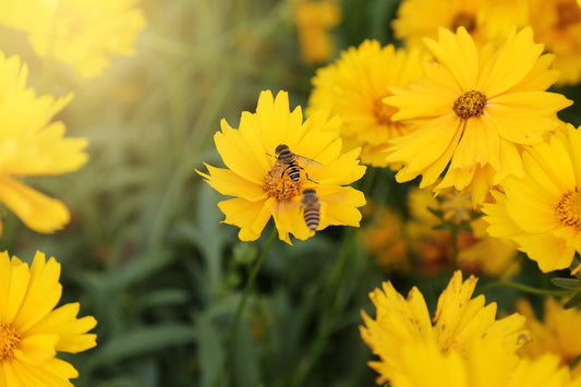 Get Your Garden Ready for Spring Bees