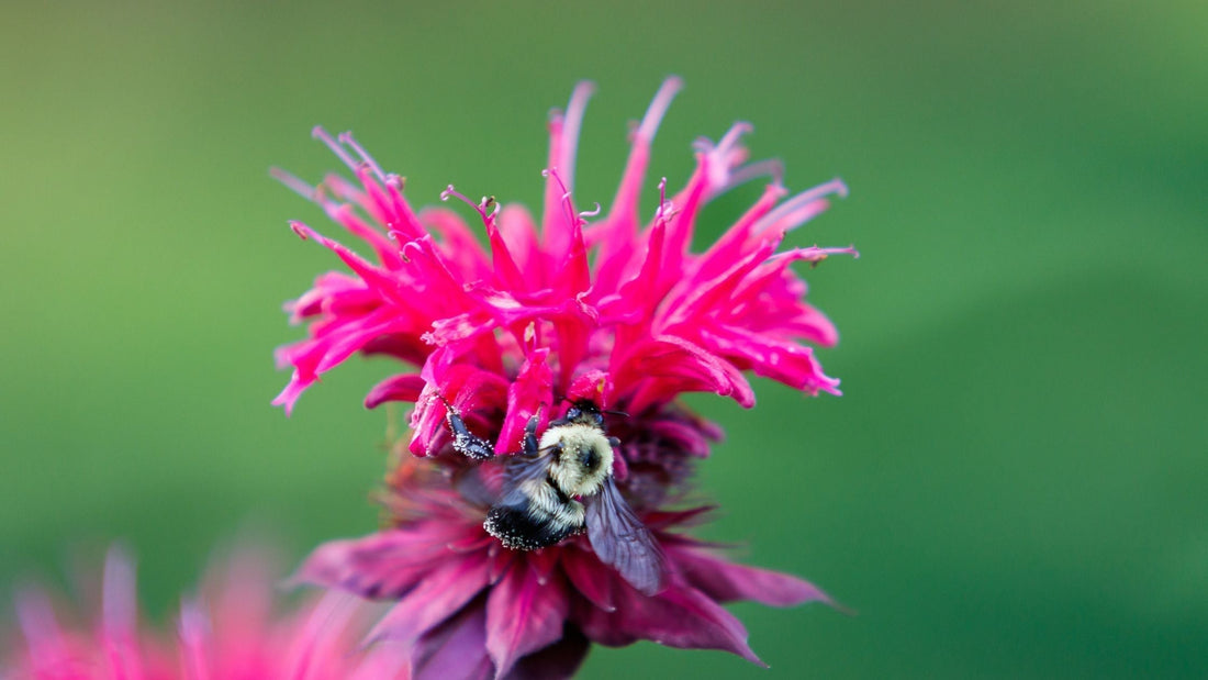 Why Your Garden Needs Long-Blooming Plants: The Key to Attracting Pollinators All Season Long