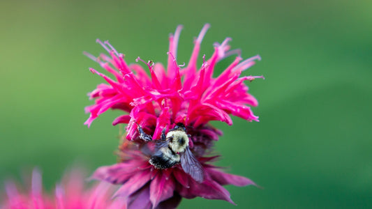 Why Your Garden Needs Long-Blooming Plants: The Key to Attracting Pollinators All Season Long