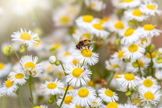 Creating a Pollinator-Friendly Garden: A Step-By-Step Guide For Beginners