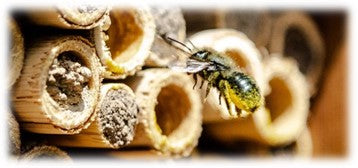 Raising Solitary Bees