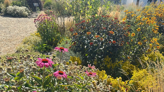 Understanding Native vs. Non-Native Plants for Pollinators: Why Local Plants Create Thriving Ecosystems