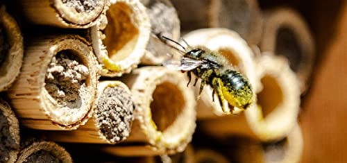 Mason Bee House - Handmade USA Natural Elderberry Bee Hotel - Bee Hive Attracts Peaceful Bee Pollinators to Enhance Garden Productivity